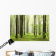 Spring Beech Forest Mountains