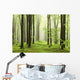 Spring Beech Forest Mountains