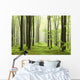 Spring Beech Forest Mountains
