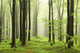 Spring Beech Forest Mountains
