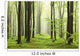 Spring Beech Forest Mountains
