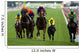 Horse Racing