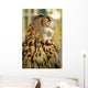 Owl Wall Mural