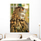 Owl Wall Mural