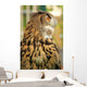 Owl Wall Mural