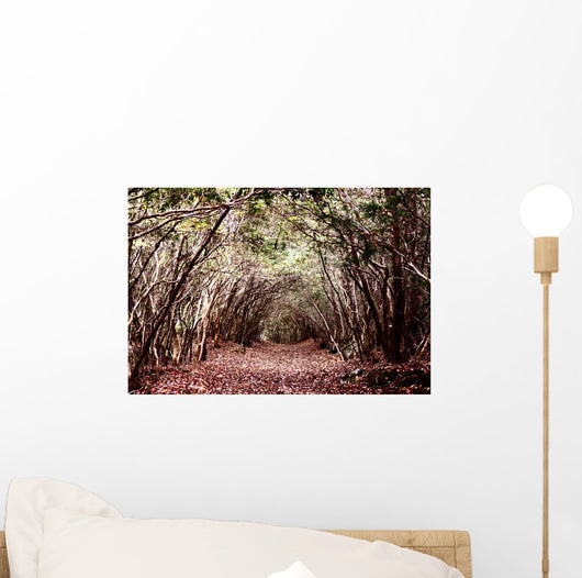 Forest Aokigahara