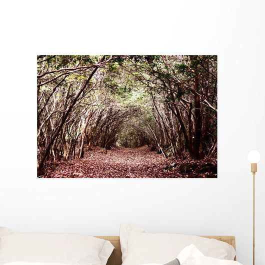 Forest Aokigahara