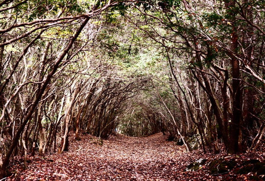Forest Aokigahara