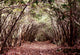 Forest Aokigahara