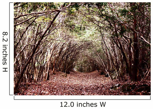 Forest Aokigahara