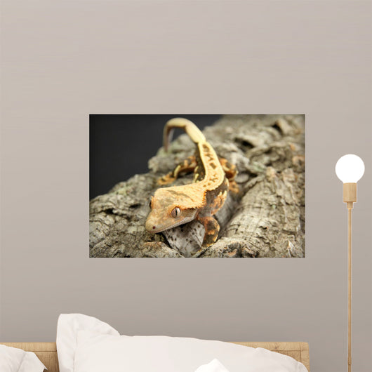 Crested Gecko Wall Mural