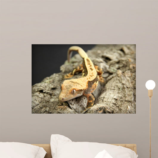 Crested Gecko Wall Mural