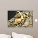 Crested Gecko Wall Mural