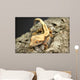 Crested Gecko Wall Mural