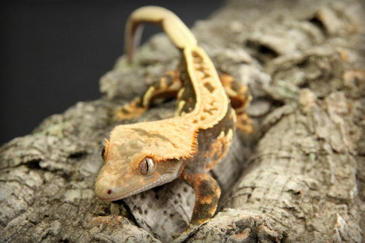 Crested Gecko Wall Mural