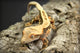 Crested Gecko Wall Mural