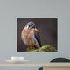 Curious American Kestrel Falco Sparverius Wall Mural