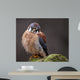 Curious American Kestrel Falco Sparverius Wall Mural
