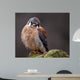 Curious American Kestrel Falco Sparverius Wall Mural