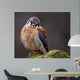 Curious American Kestrel Falco Sparverius Wall Mural