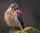 Curious American Kestrel Falco Sparverius Wall Mural
