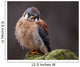 Curious American Kestrel Falco Sparverius Wall Mural