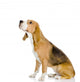 Beagle Dog Looking Away