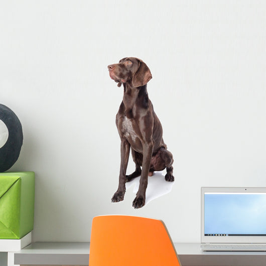 German Shorthaired Pointer Kurzhaar