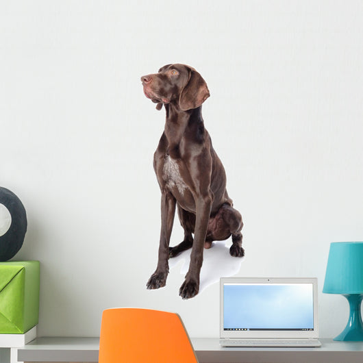 German Shorthaired Pointer Kurzhaar
