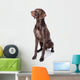 German Shorthaired Pointer Kurzhaar