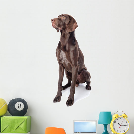 German Shorthaired Pointer Kurzhaar