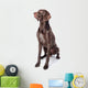 German Shorthaired Pointer Kurzhaar
