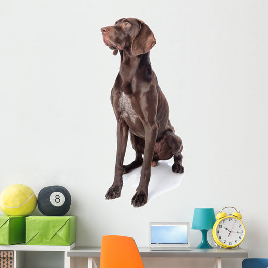 German Shorthaired Pointer Kurzhaar