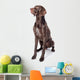 German Shorthaired Pointer Kurzhaar