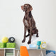 German Shorthaired Pointer Kurzhaar