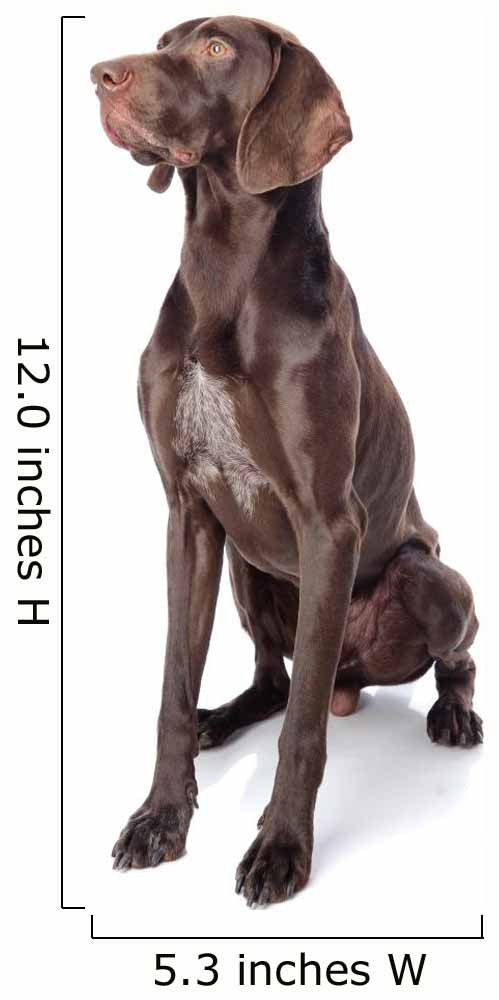 German Shorthaired Pointer Kurzhaar