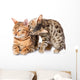 Two Bengal Cats