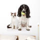 Dog and Cat Looking