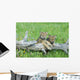 Gray Wolf Cubs Palying on Fallen Log Wall Mural