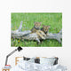 Gray Wolf Cubs Palying on Fallen Log Wall Mural