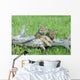 Gray Wolf Cubs Palying on Fallen Log Wall Mural