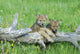 Gray Wolf Cubs Palying on Fallen Log Wall Mural