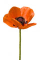 Open Poppy Flower Wall Decal