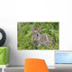 Wild Rabbit Looking You Wall Mural