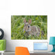 Wild Rabbit Looking You Wall Mural