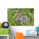 Wild Rabbit Looking You Wall Mural