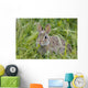 Wild Rabbit Looking You Wall Mural