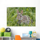 Wild Rabbit Looking You Wall Mural