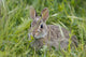 Wild Rabbit Looking You Wall Mural