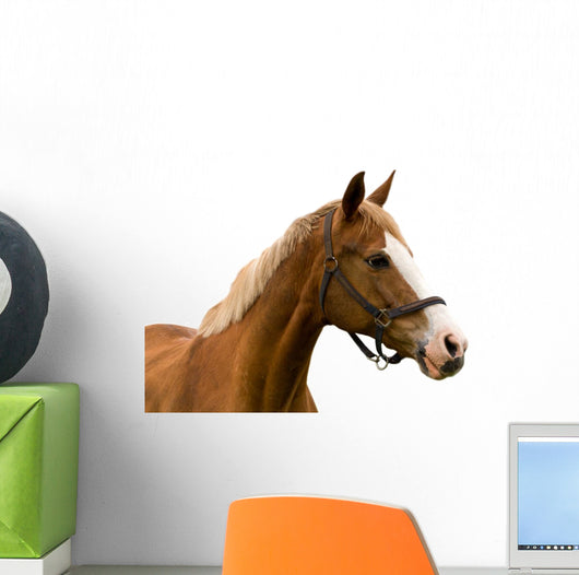 Horse White